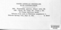 Tranzschelia discolor image
